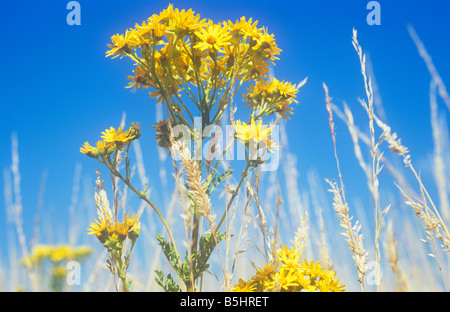 Im Erdgeschoss des Stengels und gelben Blüten der gemeinsamen Kreuzkraut umgeben von trockenen roten Schwingel Grass gegen blauen Himmel hautnah Stockfoto