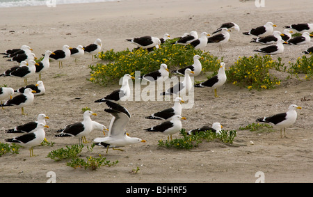 Herde von Cape Möwen eine Form von Kelp Gull Larus Dominicanus Vetula am Strand Westküste Cape-Südafrika Stockfoto