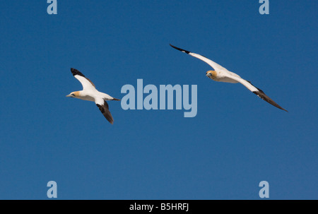 Cape Gannet Morus Capensis Capensis Sula im Flug im Colony auf Westküste von Kapstadt Südafrika Stockfoto