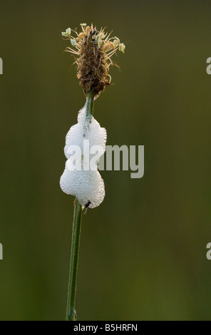 Cuckoo Spit oder Nymphen des gemeinsamen Blutzikade Philaenus Spumarius auf Pflanze-Feder Stockfoto