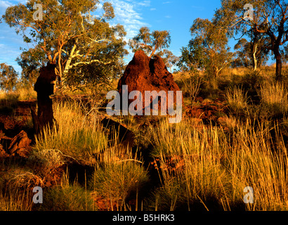 Termite Mound Ameisenhaufen in der australischen Landschaft, Karijini National Park, Pilbara, Nordwest Australien Stockfoto