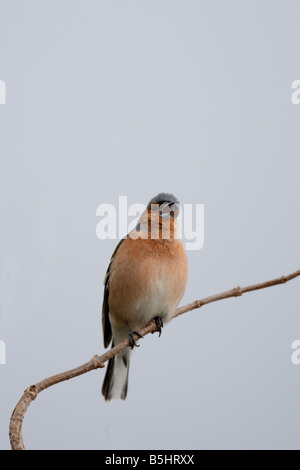 BUCHFINK Fringilla Coelebs männlichen SITZSTANGEN ON Niederlassung singen Vorderansicht Stockfoto