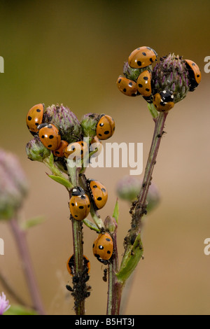 7 vor Ort Marienkäfer Coccinella 7 Trommler gierig verschlingen Blattläuse auf schleichende Distel gemeinsame UK-Arten Stockfoto