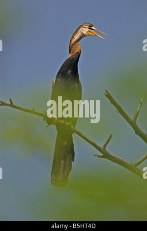 Darter Stockfoto