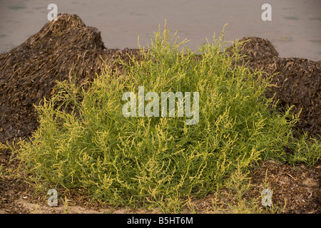 Grass Endivie Gartenmelde Atriplex Littoralis weit verbreitete Küsten Pflanze Stockfoto