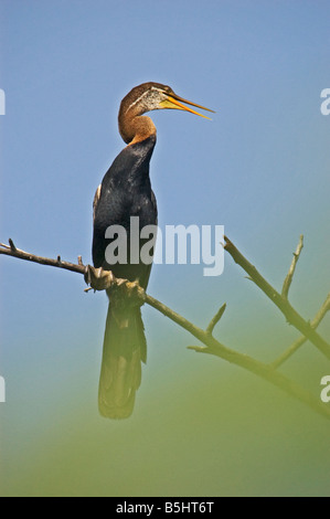 Darter Stockfoto