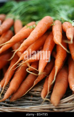 Reihe von Karotten Stockfoto