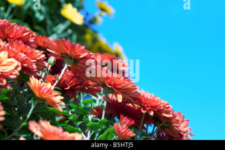 Schöne gelbe und rote Mütter Anordnung gegen einen blauen Himmel als Kopie Raum Stockfoto