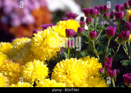 Schöne bunte Chrysantheme Blume Herbst lebendigen Hintergrund Stockfoto