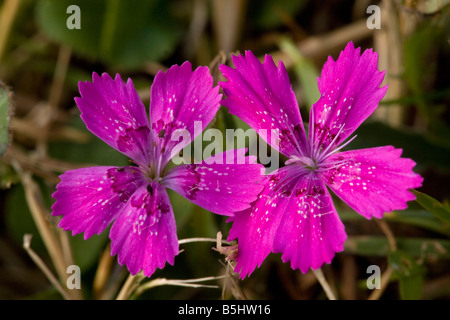 Mädchen Rosa Dianthus Deltoides Frankreich Stockfoto