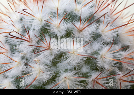 Nahaufnahme, Still Life Studio nahe die flauschigen Stacheln eines Kaktus Pflanze Mammillaria bombycina Stockfoto