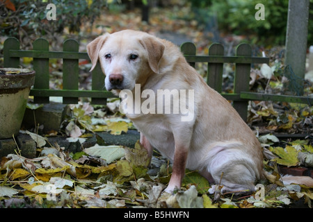 Vierzehn Jahre alten Labrador Retriever sitzend in einem englischen Garten im Herbst Stockfoto