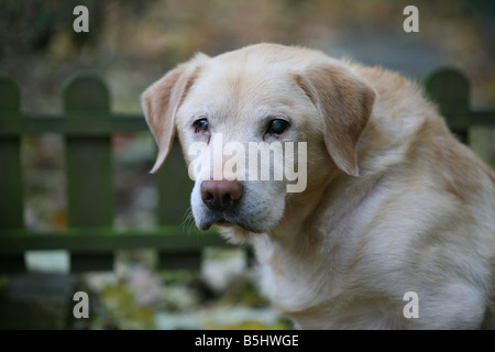 Porträt einer vierzehn Jahre alten Labrador Retriever sitzend in einem englischen Garten im Herbst Stockfoto