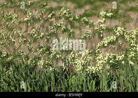 Primel Primula Vulgaris Pflanzen blühen am steilen Ufer Stockfoto