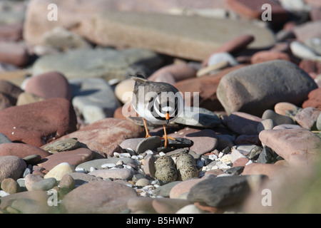 FLUSSREGENPFEIFER PLOVER Charadrius Hiaticula nähert sich NEST und Eiern FRONT Ansicht Stockfoto