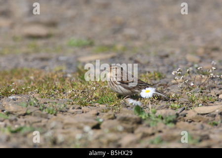 BERGHÄNFLING Zuchtjahr Flavirostris weibliche Fütterung ON GROUND Seitenansicht Stockfoto