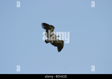 Gänsegeier, abgeschottet Fulvus, fliegen mit Geschwindigkeit Stockfoto