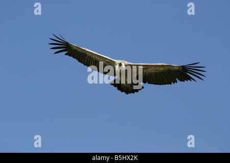 Gänsegeier, abgeschottet Fulvus, Segelfliegen Stockfoto