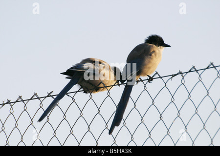 Zwei Azure-winged Elstern, Cyanopica Cyana, auf einem Zaun Stockfoto