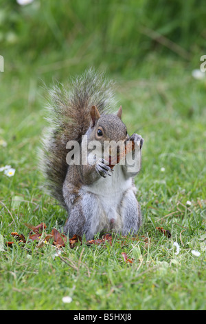 GRAUE Eichhörnchen Scirius Carolinensis Essen TANNENZAPFEN Vorderansicht Stockfoto