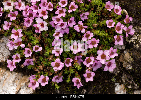 Lila Steinbrech Saxifraga Oppositifolia Gebirgspflanze in UK Stockfoto