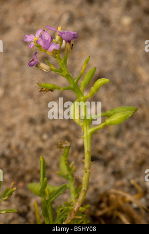 Meer-Rakete Cakile Maritima mit Blumen und Früchten Devon Stockfoto