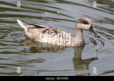 MARBLED TEAL Marmaronetta Angustirostris schwimmen-Seitenansicht Stockfoto