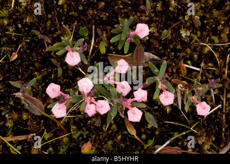 Bog Rosmarin Andromeda Polifolia in Blüte auf Moor Oberfläche Schottland Stockfoto