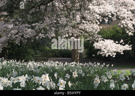 Schöne Frühlingsblüte und blühende Narcissus in Henrietta Park, Bath England, Großbritannien Stockfoto
