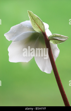 Schließen Sie herauf Bild der Rückseite eine Weiße Nieswurz gegen einen grünen Hintergrund Stockfoto