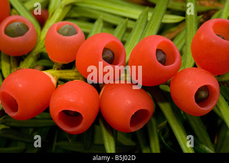 Eibe im Herbst mit reifen Beeren Stockfoto