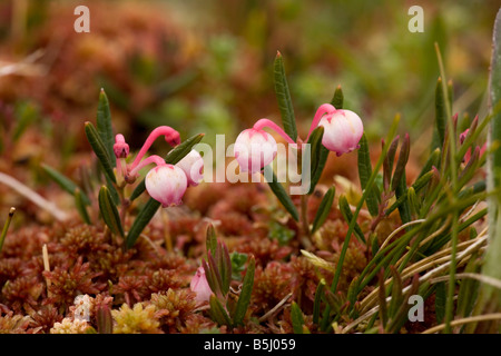 Bog Rosmarin Andromeda Polifolia in Blüte auf Moor Oberfläche Schottland Stockfoto