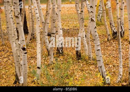 Aspen Stämme im Herbst Stockfoto