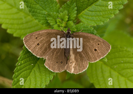 Ringel Schmetterling Aphantopus Hyperantus Wärmezone gemeinsame UK Arten Stockfoto