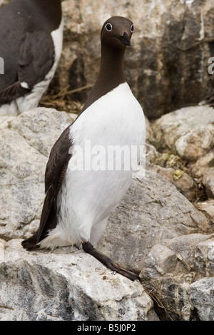 Guillemot - Uria Aalge Farne Islands Stockfoto