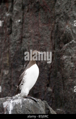 Guillemot - Uria Aalge Farne Islands Stockfoto