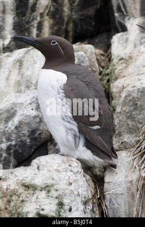 Guillemot - Uria Aalge Farne Islands Stockfoto