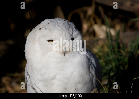 Schneeeule im Zoo von Calgary. Stockfoto