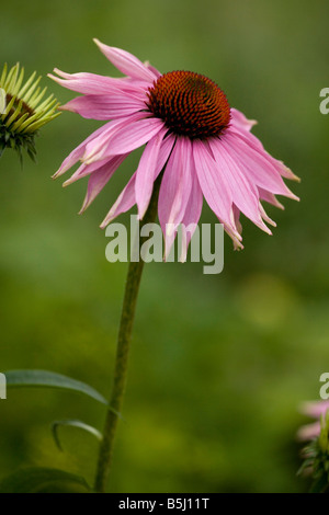 Echinacea im Blumengarten Vielzahl Echinacea Purpurea Doppeldecker Stockfoto