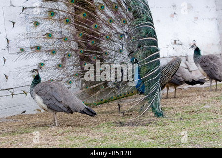 Pfau Pavo Cristatus Verbreitung Schwanzfedern Stockfoto