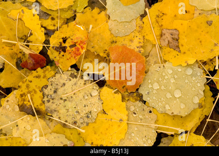 Gefallene Blätter der Espe an einem nassen Herbsttag Stockfoto