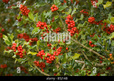 Stechpalme Bush beladen mit Beeren Stockfoto