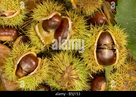 Gefallenen Kastanien Stockfoto