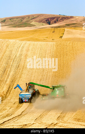 Ein Mähdrescher ernten Weizen auf den Hügeln der Palouse Region Washington während der Entladung auf dem Sprung zu einem Korn-Wagen Stockfoto