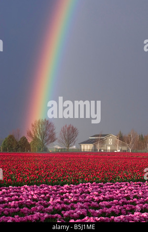 Bereich der roten und rosa Tulpen in voller Blüte mit einem Regenbogen im Hintergrund im Frühjahr im Skagit County Washington Stockfoto