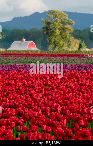 Bereich der roten Tulpen in voller Blüte im Frühjahr im Skagit County Washington Stockfoto