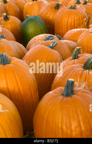 Geerntete Kürbisse gesammelt und zum Verkauf bereit Stockfoto