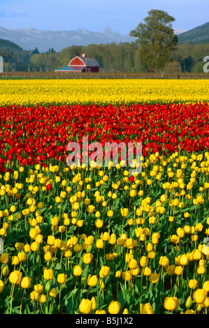 Felder der rote und gelbe Tulpen in voller Blüte im Frühjahr im Skagit County Washington Stockfoto