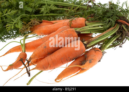 Reihe von frisch gegrabene Bio-Karotten Stockfoto