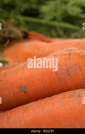 Reihe von frisch gegrabene Bio-Karotten Stockfoto